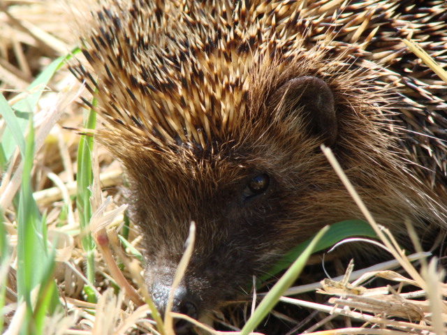 Riccio, Erinaceus europaeus - Castel Fusano (RM)